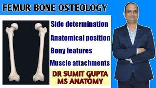 FEMUR BONE ANATOMY