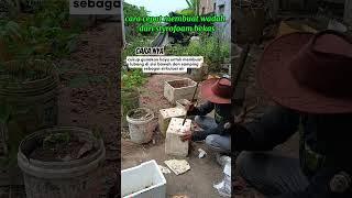 styrofoam bekas wadah tanam#shorst #berkebun #budidayatanaman #gardening