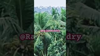 4k HD Coconut Garden @Rajahmundry|Must watch Beautiful View|Close to Nature