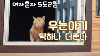 50대1인가구/ 별일없이 살면된다/길냥이/보쌈에 막걸리/우는애기  떡하나 더준다