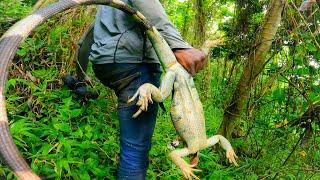 HUNTING HUGE WILD IGUANAS #caribbean