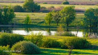 Nightingale singing and Cuckoo. The beauty of nature in Ukraine in the spring