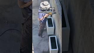 ️ Espalier Wall - Subscribe & follow along on the progress! #verticalgardening