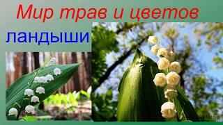 Мир трав и цветов. Ландыши.  lily of the valley