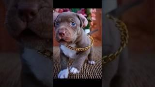 #dog #pitbullattitude #pitbull #whitepitbull #puppy #pitbullempire #shorts #viral #trending #edit