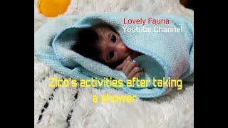 Zico's activities after taking a shower , Lovely Fauna Youtube Channel