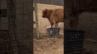 Charming is hard on buckets! | #farmlife #homesteading #scottishhighlands #cattle #cow #fun