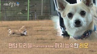 축구 개잘하는 강아지!!! 유기견에서 축구 천재견이 된 레오  | KBS 굿모닝대한민국 211221 방송