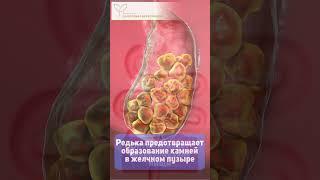 Черная редька – спасение для печени и желчного пузыря