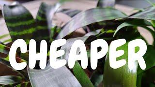 Cheap Plants For Reptile Bioactive Setups