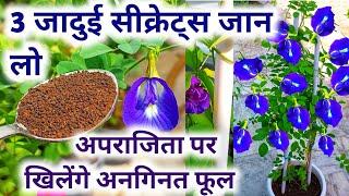 अपराजिता पर खिलेंगे अनगिनत फूल.Aparajita plant care.  Aparajita flower.Apatajita plant.Aprajita.