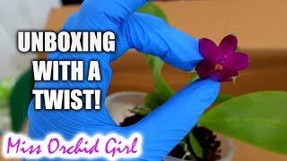 Unboxing awesome Orchid haul - Things get scary!! :0