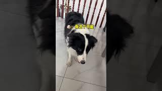 这边牧是没法养了啊边牧 萌宠出道计划 不养狗不知道养狗的乐趣 铲屎官的乐趣 边牧果冻
