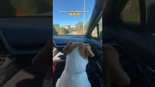 #cute #dog #speed #funny #funnyvideo #shortvideo #shorts #viralshorts #viralvideo #video #love#fyp