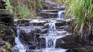 8 Hours Relaxing Waterfall Nature Sounds Calming Birdsong Sound of Water Forest Relaxation