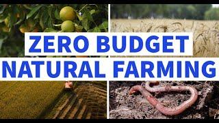 Zero Budget Natural Farming (ZBNF)