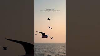 If you want to fly…#trending #shorts #viralvideo #quotes