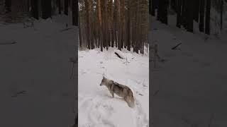 Красота Сибири