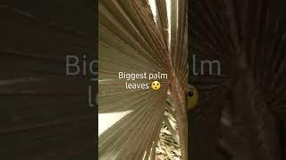 12 feet palm leaf #shocking #fun #shorts #viral #views #trip #nature #enjoy #wow #palm #status