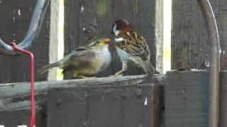 Sparrow Daddy feeding Fledgling