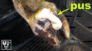 HUGE PUS ABSCESS in COWS HOOF | The Hoof GP