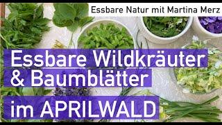 Essbare Baumblätter, Fichten-Wipferl und Wildkräuter im späten Aprilwald