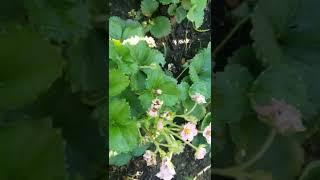 freshly harvested strawberries  are so yummm....