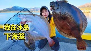 What can you catch in a cage under the sea in Iceland? Halibut Harvest, Watching Giant Whales！