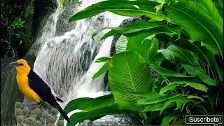 Relax 8 Hours-The Gentle Sound of a Mountain Stream Sounds-Bird Song-Study-Sleep-Relaxation