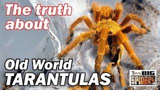 The Truth About Old World Tarantulas - A Discussion and Keeper's Guide