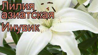 Лилия азиатская Инувик (lilium inuvik)  лилия Инувик обзор: как сажать луковицы лилии Инувик