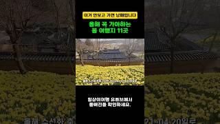 서산 유기방가옥 수선화 추천 기간 4월 초~중순 2만 평이 넘는 가옥 주변에 수선화를 심어 충청남도 민속문화재 제23호입니다. #유기방가옥 #국내여행 #수선화 #서산가볼만한곳