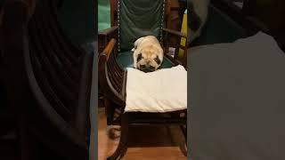 #shortvideo #puglife #гуффи #pugstagram #pugsofinstagram #pug #puglove #shorts #pug #dog #мопс