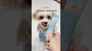 협찬 ️유유제약 하루올데이 강아지 유산균