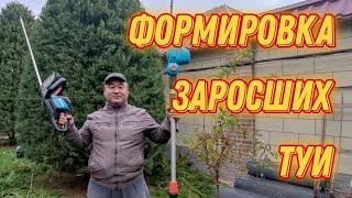  Формировка пятиметровых Туи / Стрижка ели / Туя / ёлка / #сад #video #ель #как #домисад