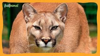 TODO SOBRE EL PUMA: El cazador de los Andes