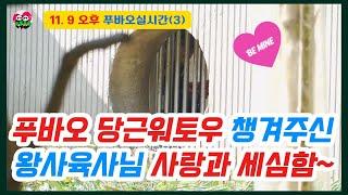 11.9 오후(3) 푸바오 왕사육사님 엄마같은 사랑으로 간식주기~사랑받는 느낌받아 행복한 푸공주~ #푸바오근황 #푸바오실시간 #fubao #푸바오 #panda #福宝