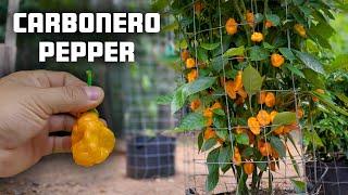 Carbonero Pepper from Tony Sherwood