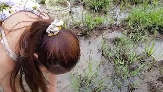 Wow!Beautiful Girl Fishing Amazing Fishing at Battambang How To catch fish by hand