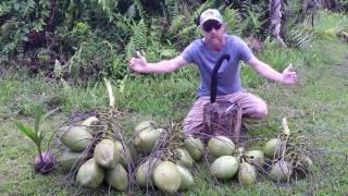 The Truth About Coconuts