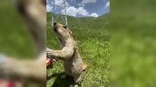 Beaver want cookies