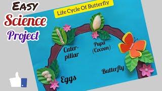 Life Cycle Of Butterfly Project/ Science Project Easy / Life Cycle Of Butterfly Science TLM Model