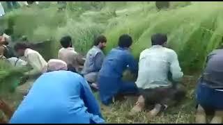 Hazara Grass cutting Hashar #Hindko #Tanawal #culture