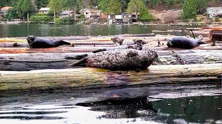 Harbour Seals Near Plumper Cove [Sunshine Coast, BC]