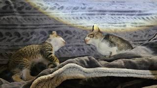 These Abandoned Kittens Were Hours From Death!