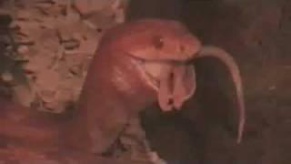 Snake Eats Mouse