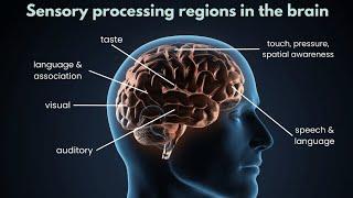 HSP - Sensory processing sensitivity (and much more)