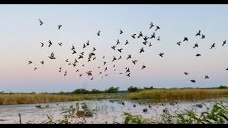 Missouri Teal Season 2021: Habitat Flats