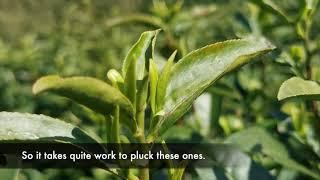 Anji Bai Cha Tea Garden Tour | Green Tea | ZhenTea Tea Travel