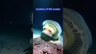 mystery of the ocean #animals #oceniam
